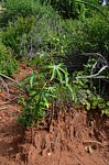 Jatropha hildebrandtii Ghazi Kenya 2014_0065.jpg